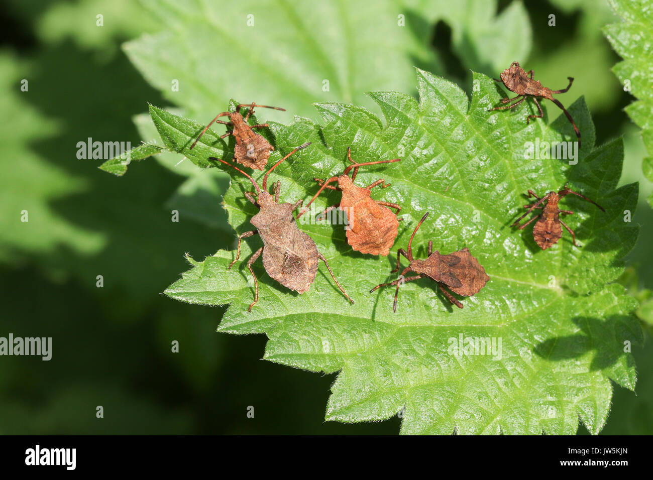 Una famiglia di Dock Bug (Coreus marginatus) appollaiato su un Ortica foglie. Foto Stock