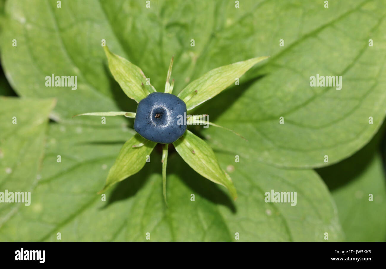 Una rara erba-Parigi o vero amante di nodo (Paris quadrifolia) impianto. Foto Stock