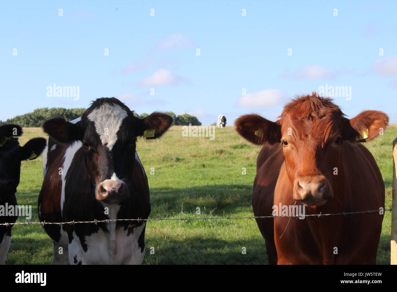 Due bovini da carne guardando oltre il recinto di filo spinato Foto Stock