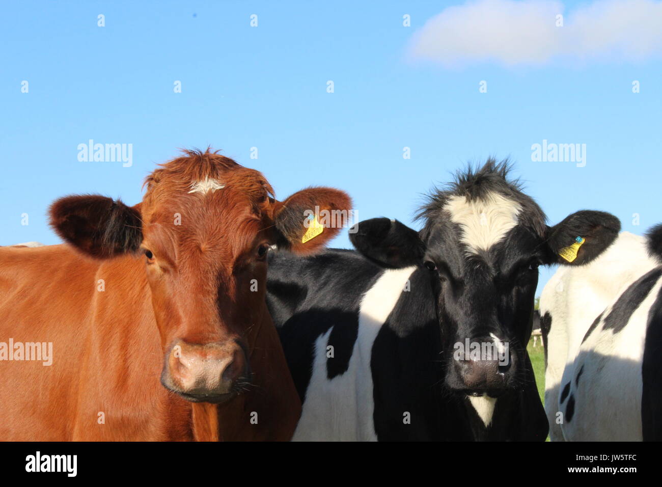 Due bovini da carne guardando oltre il recinto di filo spinato Foto Stock