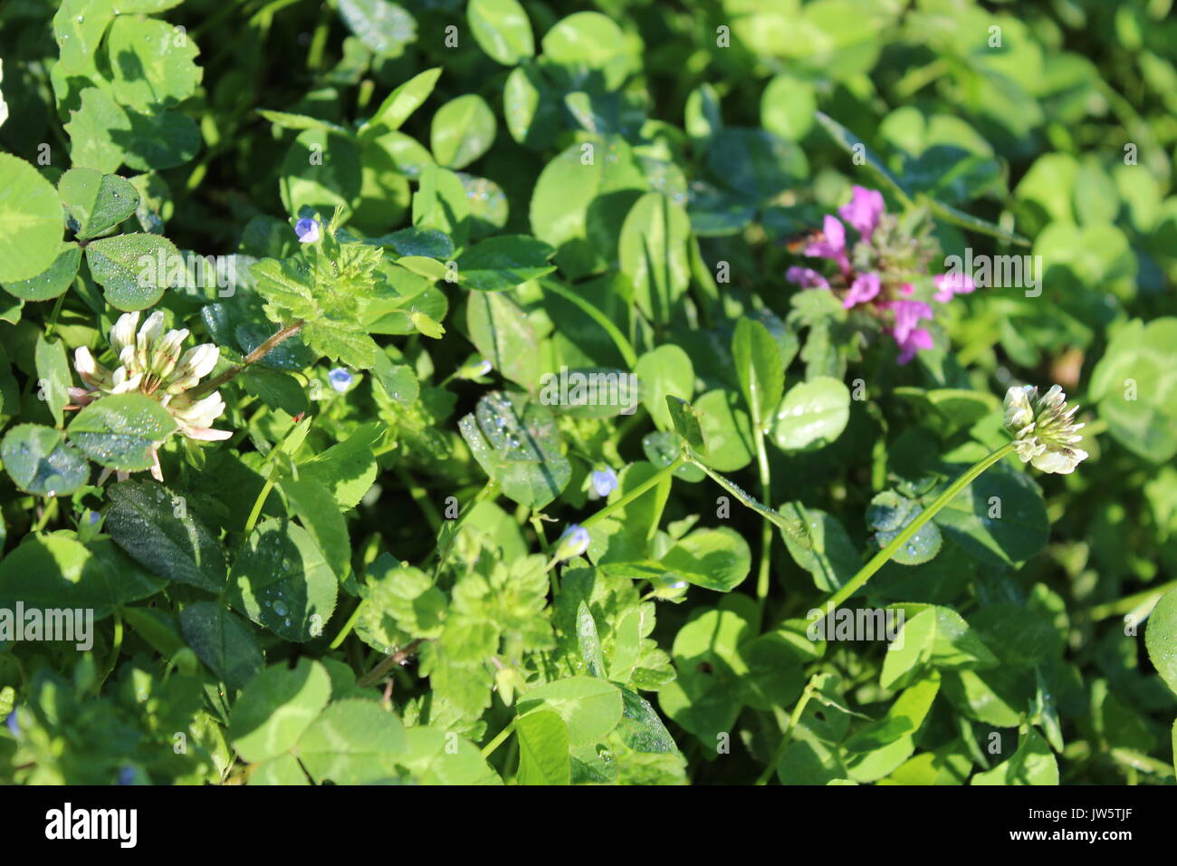 Gruppo di fiori selvatici crescente trifoglio bianco, speedwell blu e viola dead ortica Foto Stock