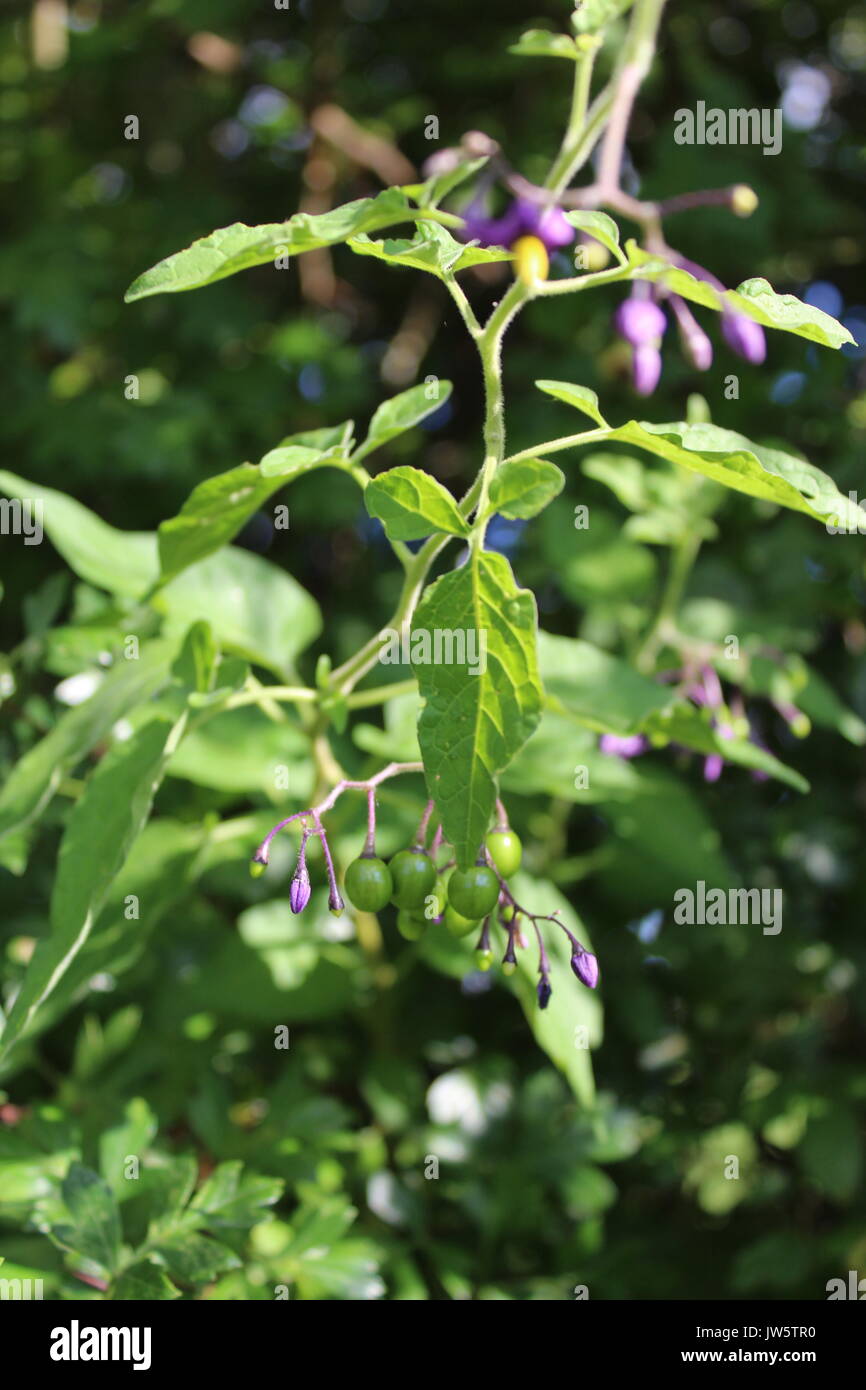 La mortale Nightshade viola e fiori di colore giallo e bacche di colore verde Foto Stock