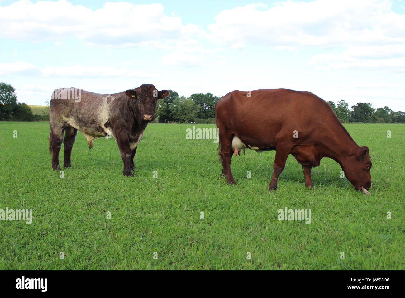 Shorthorn toro e vacca Foto Stock