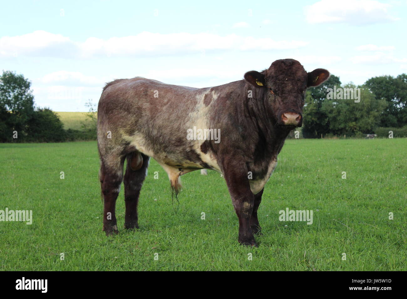 Shorthorn Bull nel campo di erba Foto Stock