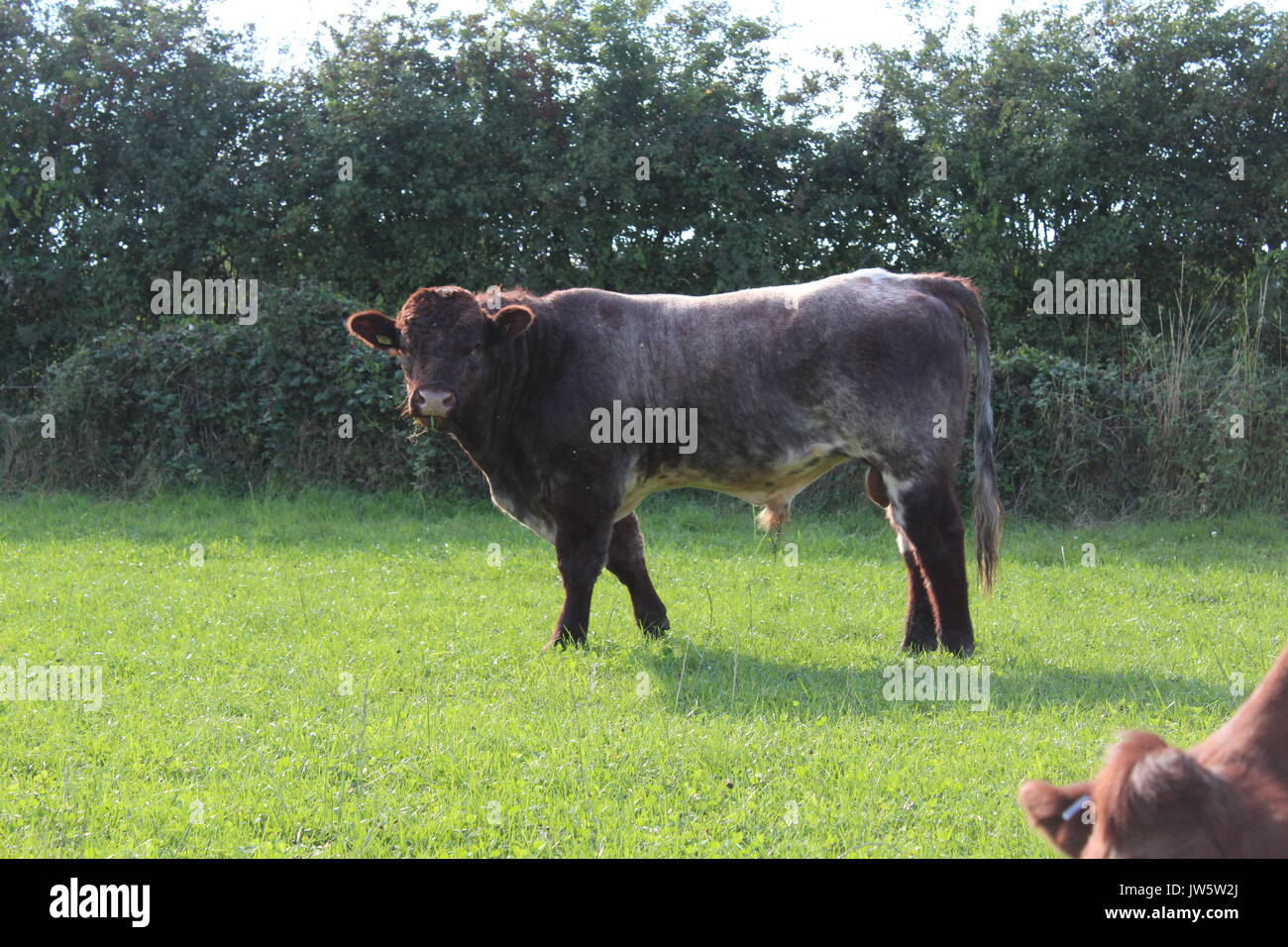 Shorthorn Bull nel campo di erba Foto Stock