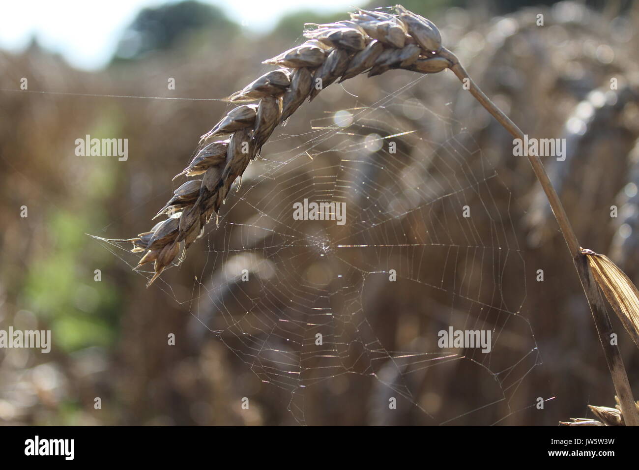 Spider Web attraverso la linea del tram nel campo di grano Foto Stock
