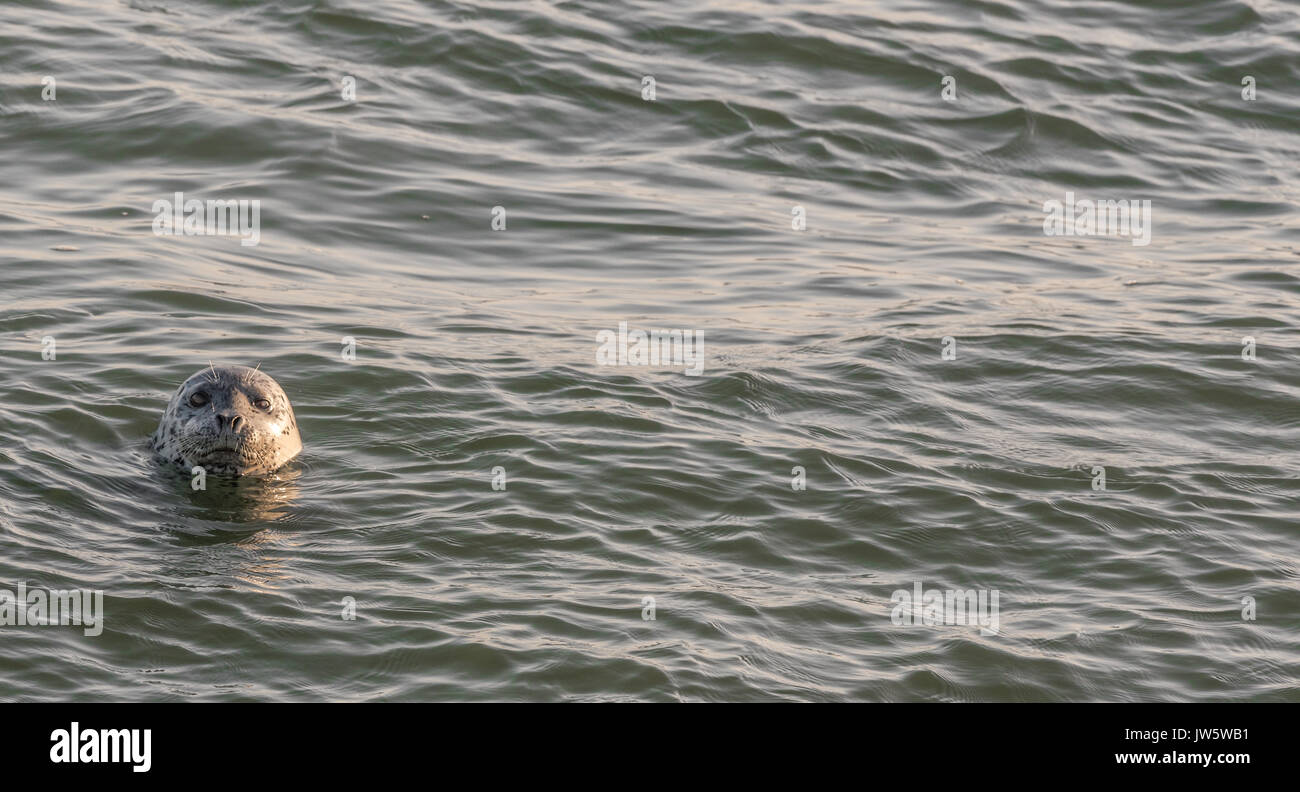 Guarnizione di tenuta del porto di peeking la sua testa fuori dell'oceano pacifico. Foto Stock