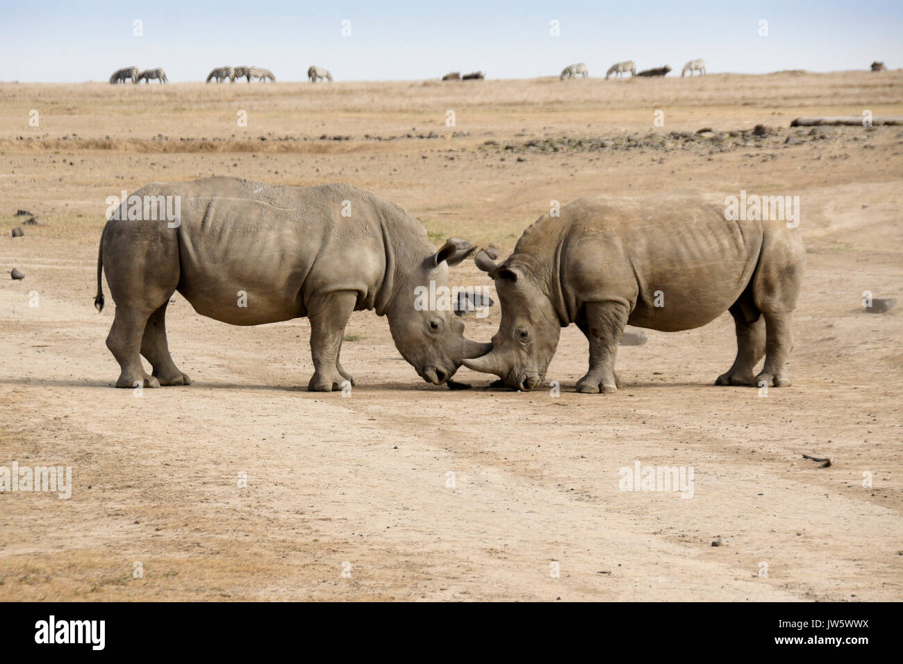 Maschio bianco di rinoceronti mock in lotta per il predominio, Ol Pejeta Conservancy, Kenya Foto Stock