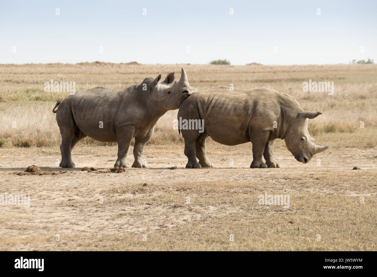 Maschio bianco rhino che mostra una posizione dominante su maschio sottomesso dopo friendly sparring, Ol Pejeta Conservancy, Kenya Foto Stock