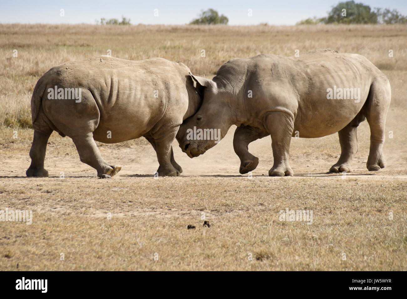Maschio bianco di rinoceronti mock in lotta per il predominio, Ol Pejeta Conservancy, Kenya Foto Stock