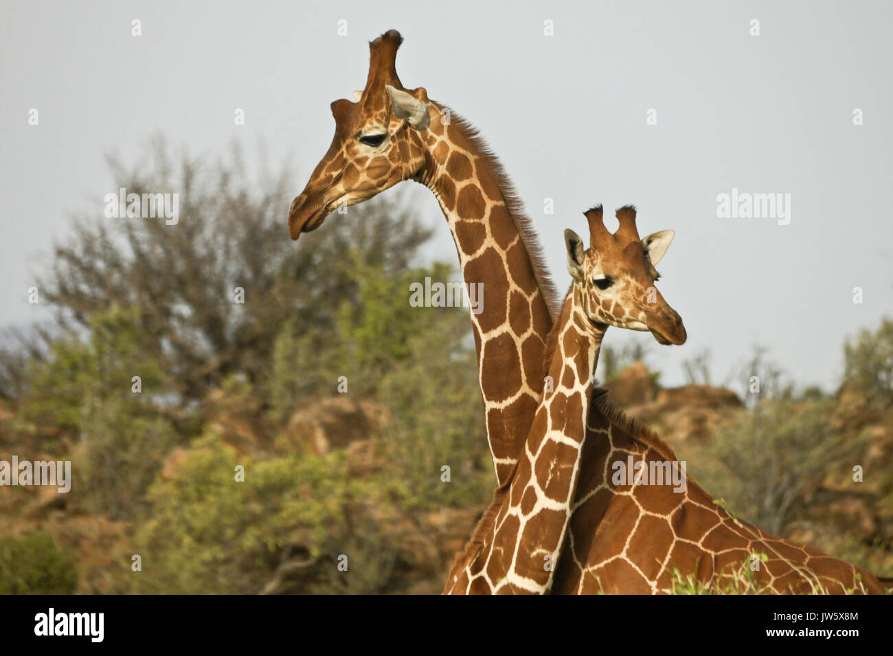 Due giraffe reticolate, Samburu Game Reserve, Kenya Foto Stock