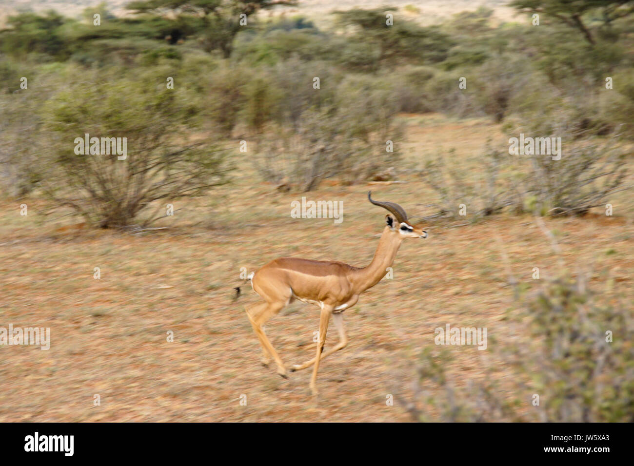 Gerenuk maschio in esecuzione, Samburu Game Reserve, Kenya Foto Stock