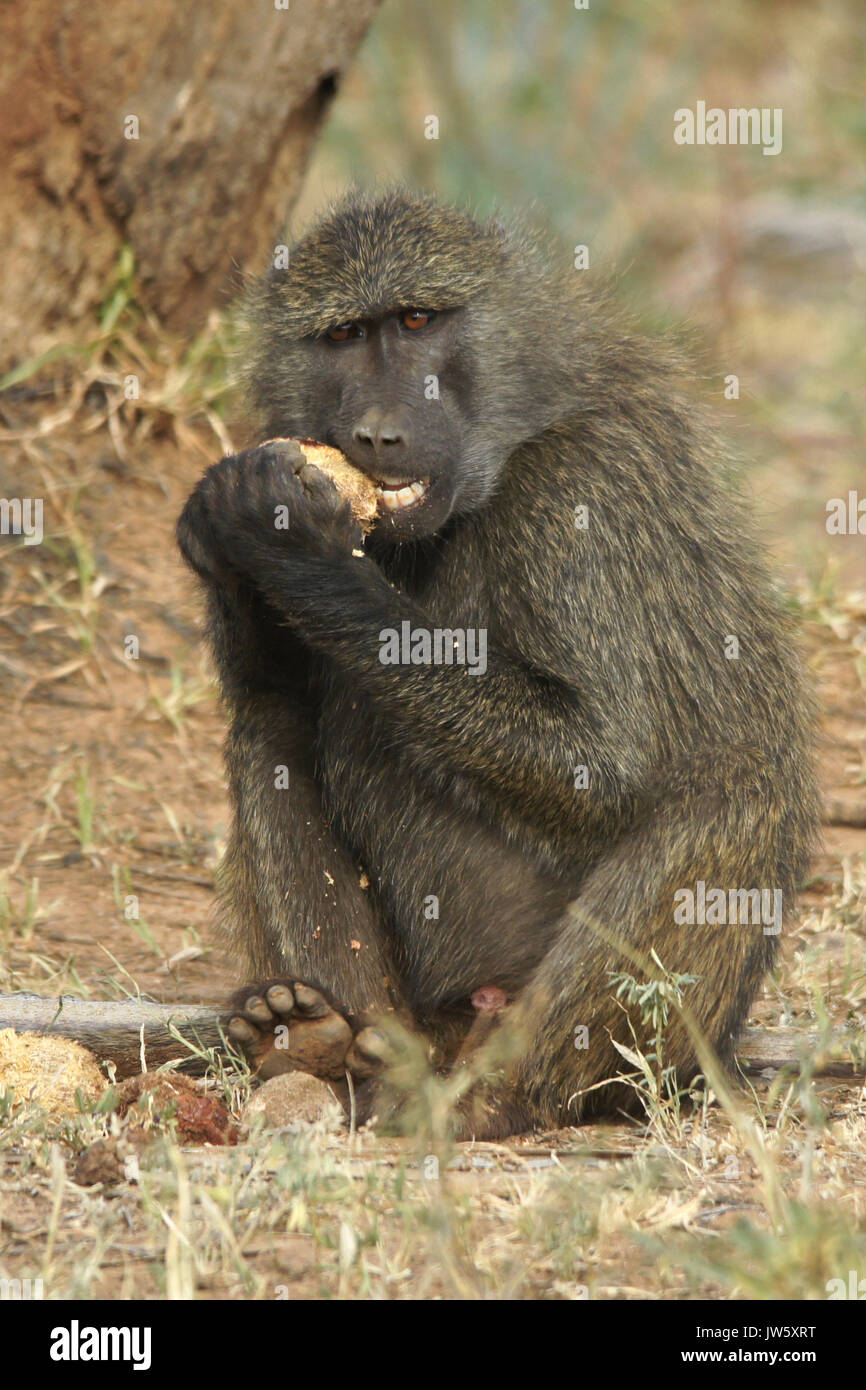 Babbuino oliva mangiando frutta di doum palm, Samburu Game Reserve, Kenya Foto Stock
