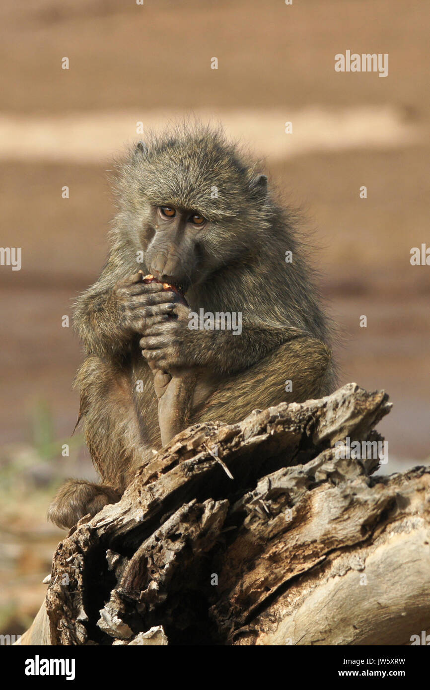 Giovane babbuino oliva mangiando frutta di doum palm, Samburu Game Reserve, Kenya Foto Stock