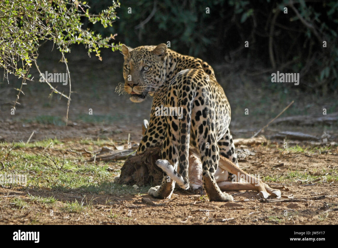 Leopard maschio con maschio impala carcassa, Samburu Game Reserve, Kenya Foto Stock