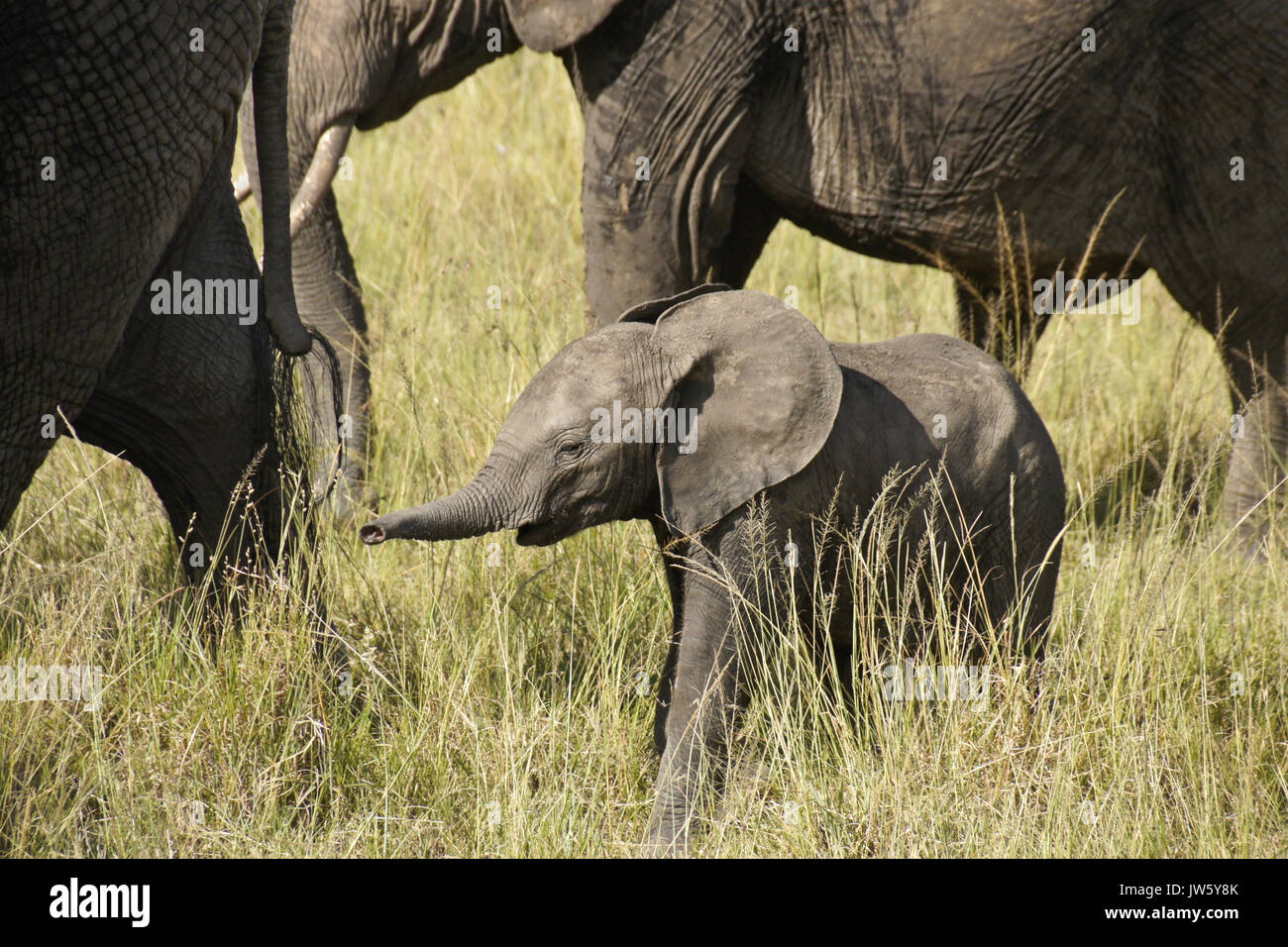 Piccolo vitello di elefante cattura un profumo, il Masai Mara Game Reserve, Kenya Foto Stock