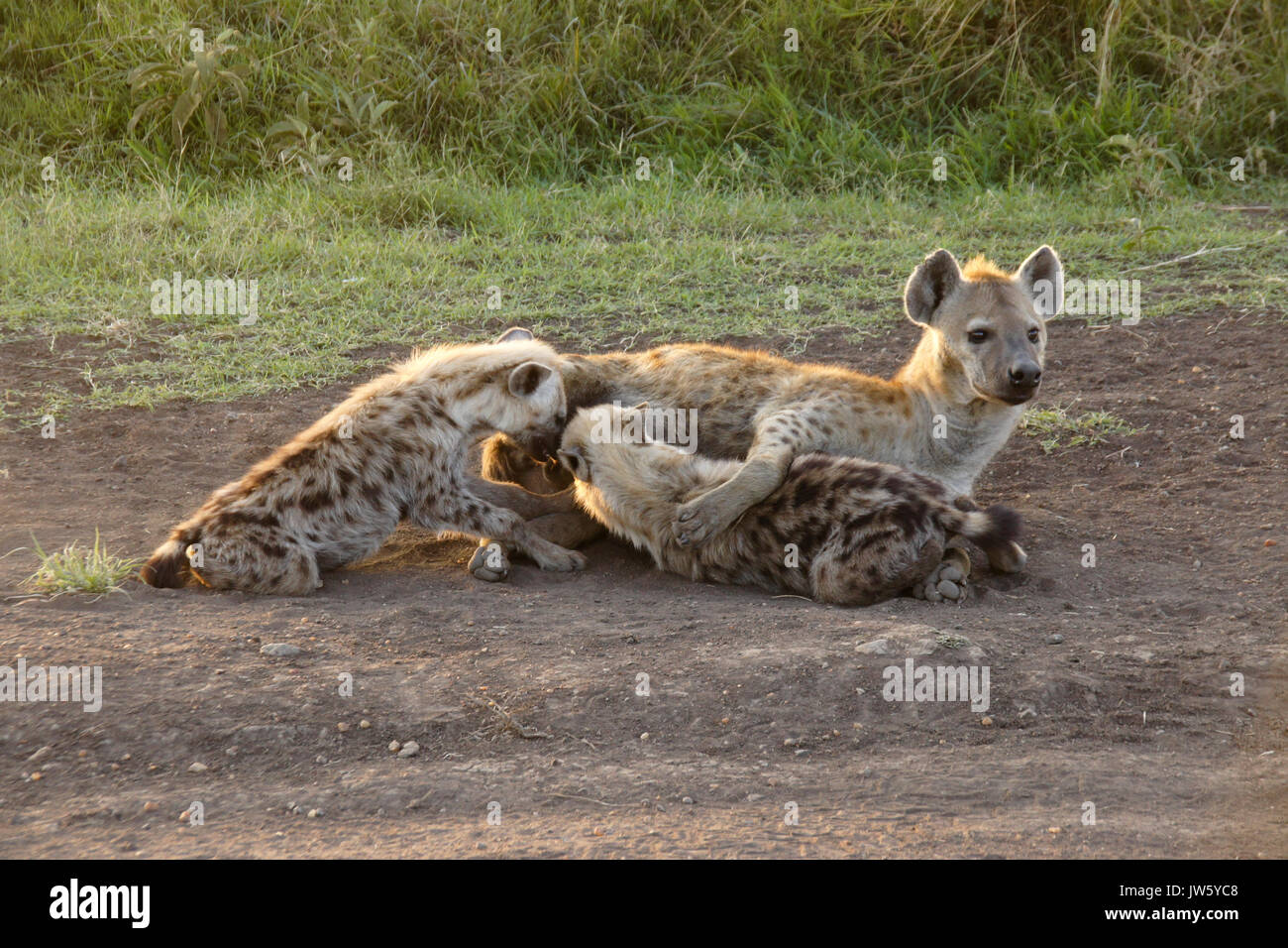 Spotted hyena allattava il cubs, il Masai Mara Game Reserve, Kenya Foto Stock
