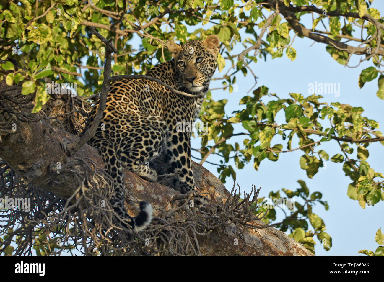 Giovane maschio leopard seduta nella struttura ad albero, il Masai Mara Game Reserve, Kenya Foto Stock