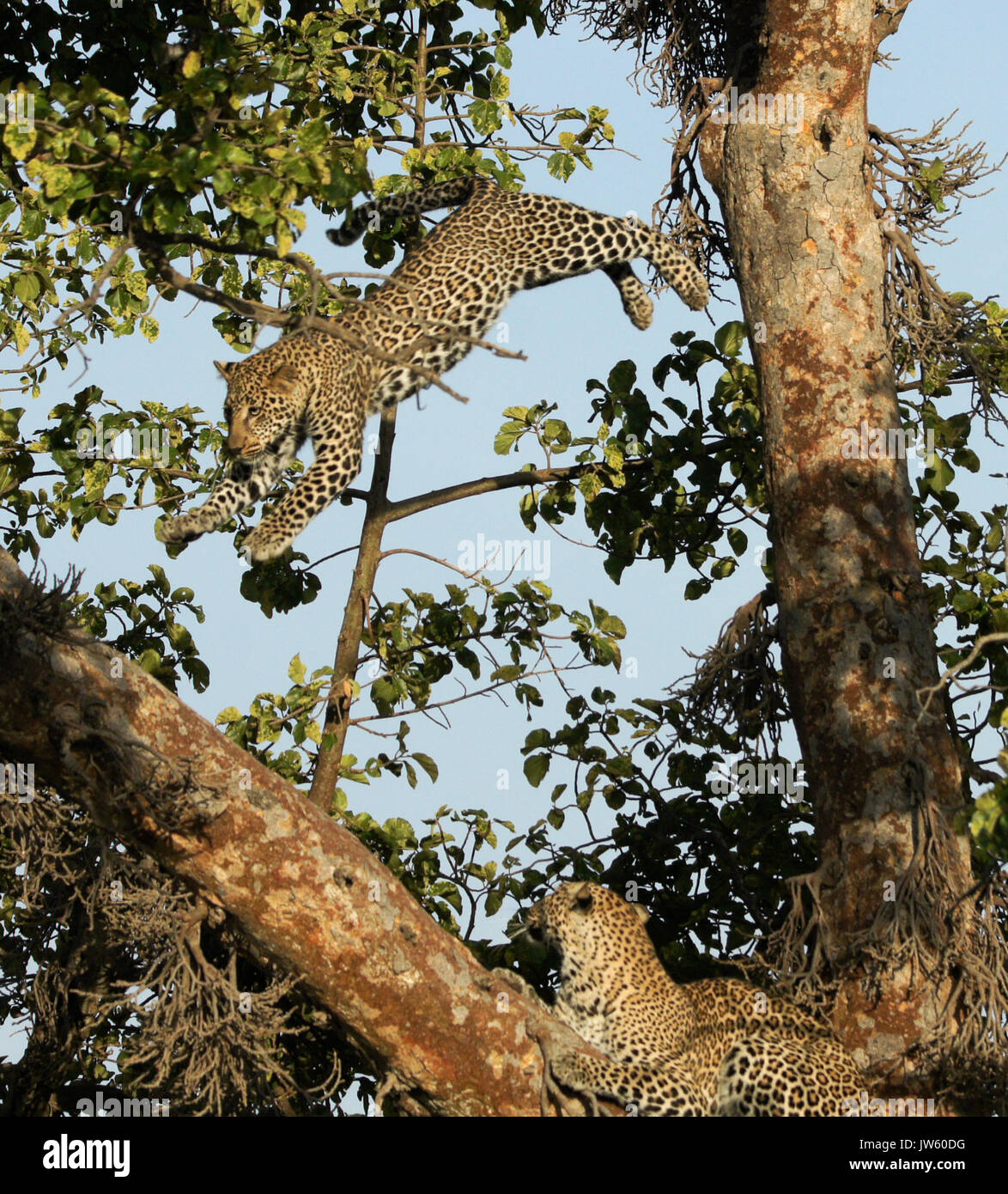 Giovane maschio leopard saltare ad un altro lembo di albero come Madre veglia, il Masai Mara Game Reserve, Kenya Foto Stock