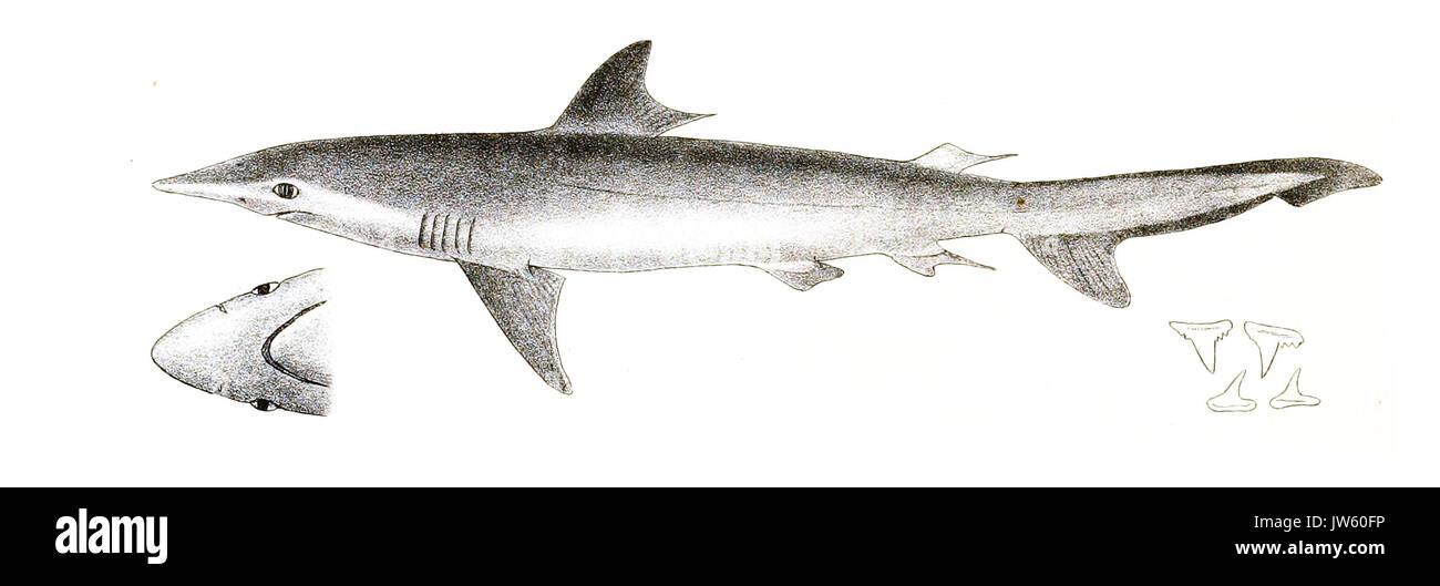 Carcharias macloti giorno 188 Foto Stock