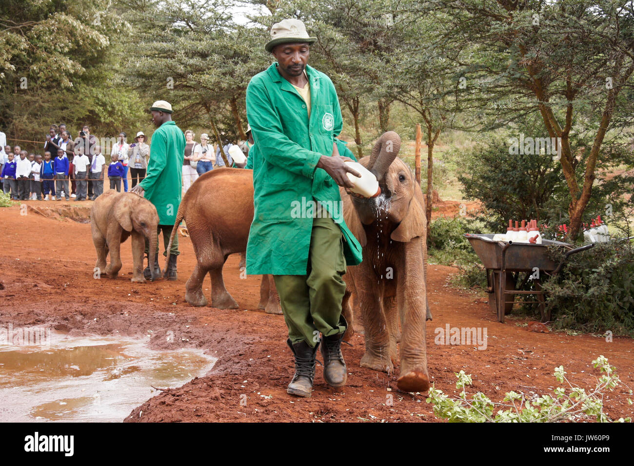 Custode di dare il latte al bambino orfano di elefante, Sheldrick Wildlife Trust, Nairobi, Kenia Foto Stock