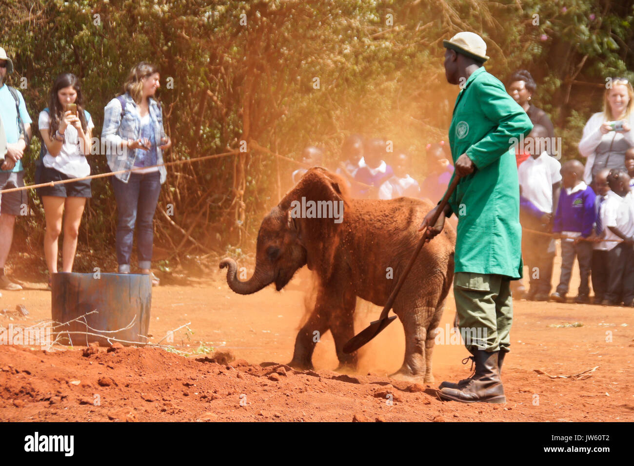 Custode buttando sporco su di orfani baby elephant per mantenerlo fresco, Sheldrick Wildlife Trust, Nairobi, Kenia Foto Stock