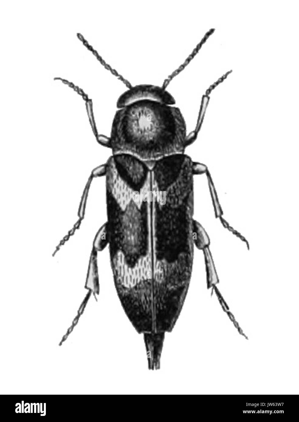 Mordella ornata Foto Stock