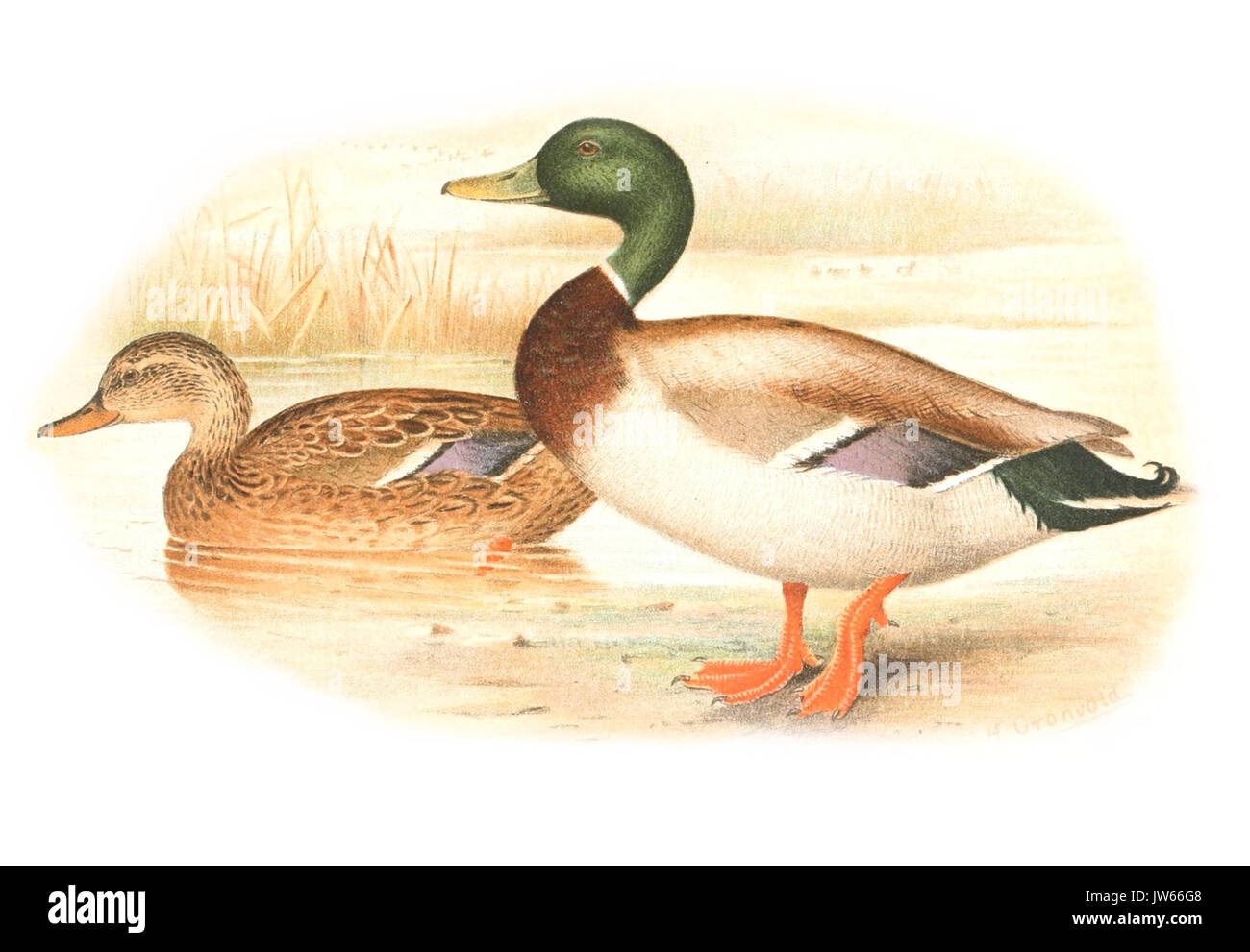 Anas platyrhynchos 1921 Foto Stock
