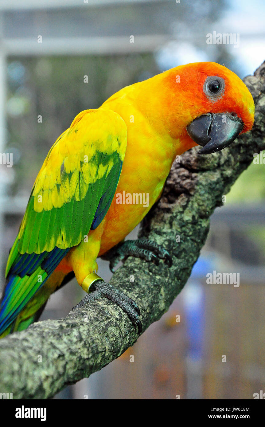 Sun Conure ha una ricca corona gialla, la nuca mantello, ala minore-converte, suggerimenti dell'ala maggiore-converte, torace e underwing-converte. Foto Stock