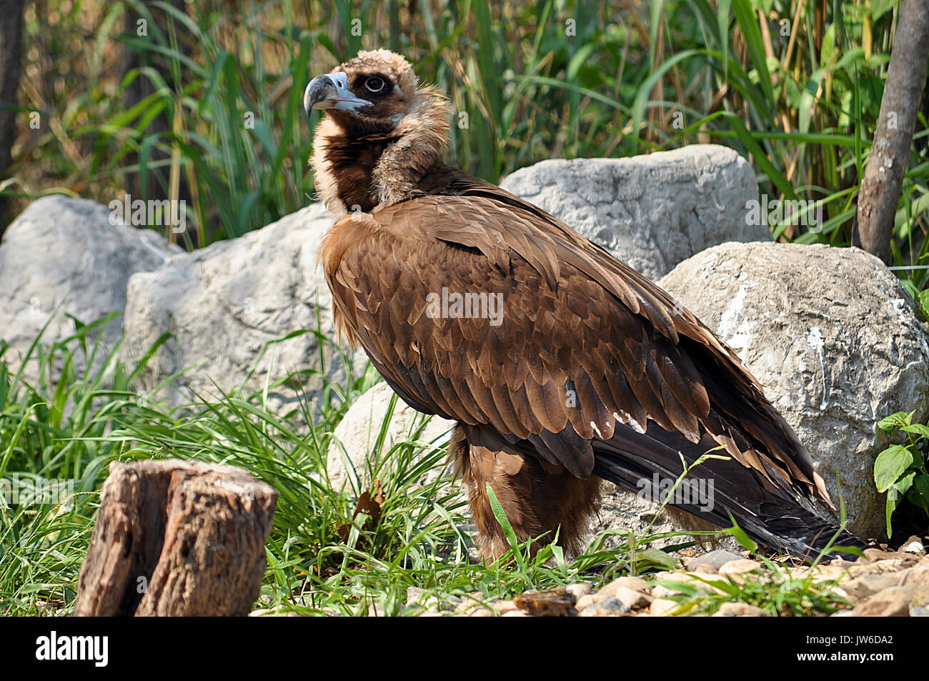 Il Cinereous Vulture è creduto per essere il più grande rapace nel mondo. Foto Stock