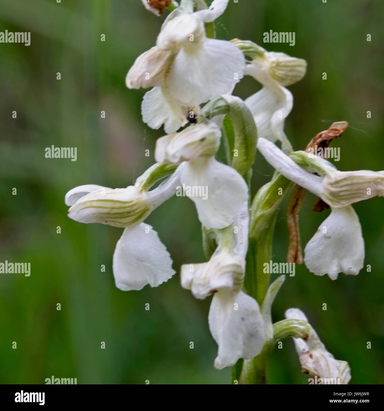 Verde-winged Orchid (Orchis morio), bianco-variante fiorito, Eifel, Germania. Foto Stock