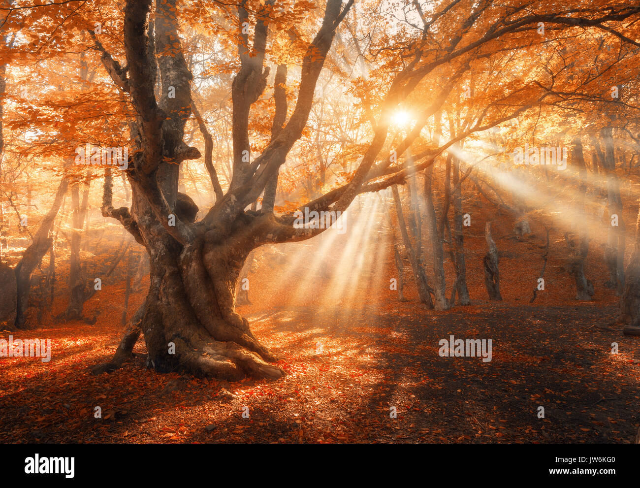 Magica vecchio albero con raggi di sole del mattino. Foresta di sorprendente nella nebbia. Paesaggio colorato con foggy forest, oro la luce solare, rosso fogliame di sunrise. Foto Stock