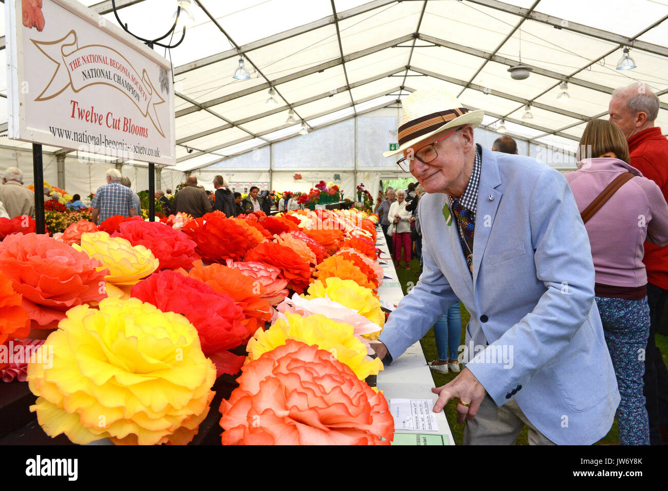 Shropshire, Regno Unito. 11 Agosto, 2017. Giudice floreali Kevin Gunnell ispezionando la vincita di Begonia presenta all'annuale Shrewsbury Flower Show in Shropshire. I due giorni della manifestazione è aperto oggi e Sabato. Credito: David Bagnall/Alamy Live News Foto Stock