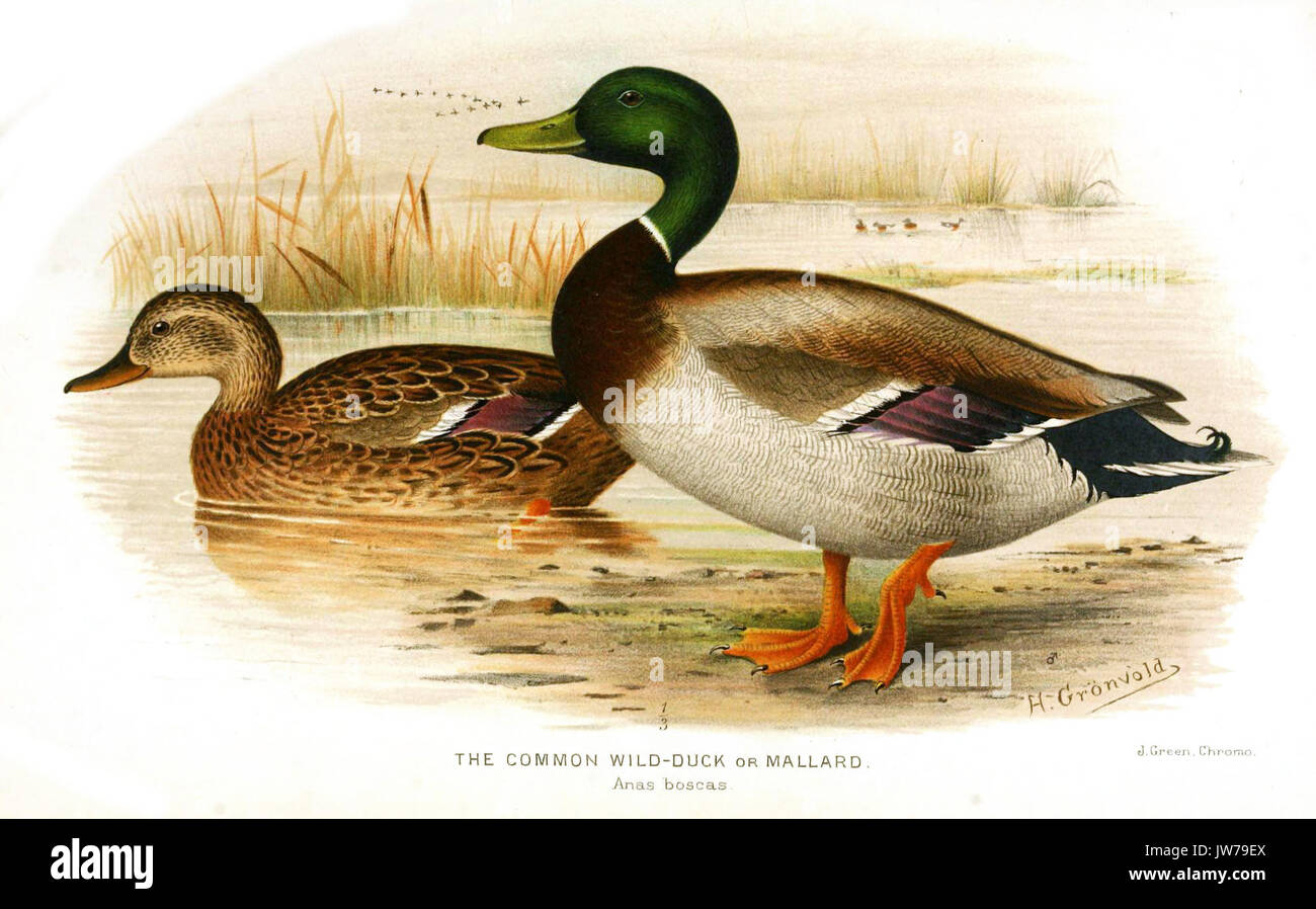 AnasBoscasGronvold Foto Stock