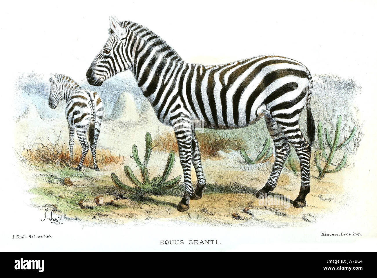 EquusGrantiSmit Foto Stock