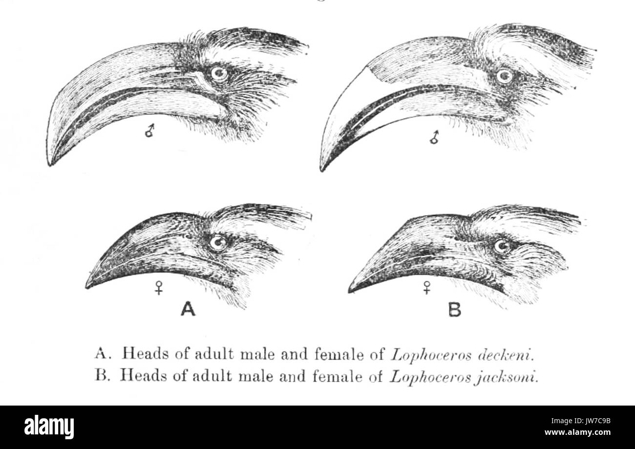 HornbillHeads Foto Stock