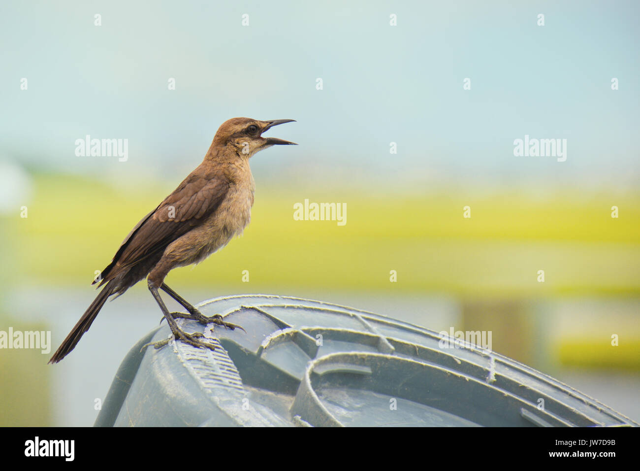 Femmina Grackle Boat-Tailed arroccata sulle banchine in Topsail Isola Carolina del Nord Foto Stock