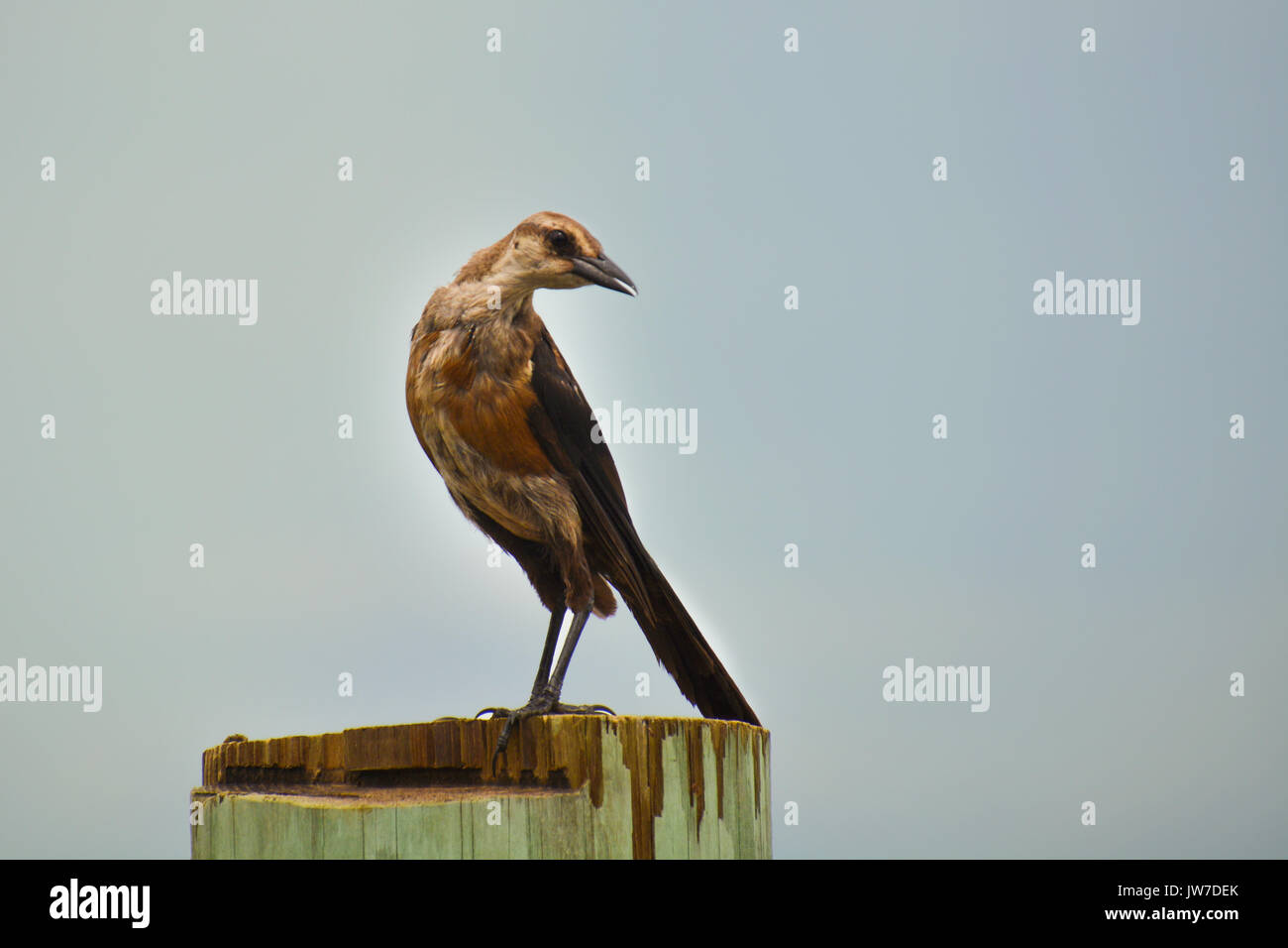 Femmina Grackle Boat-Tailed arroccata sulle banchine in Topsail Isola Carolina del Nord Foto Stock