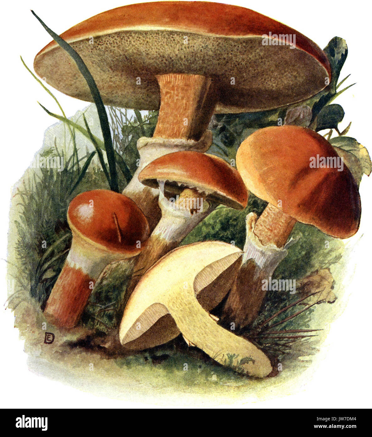 Pilze d Heimat, T 13 Boletus elegans Foto Stock