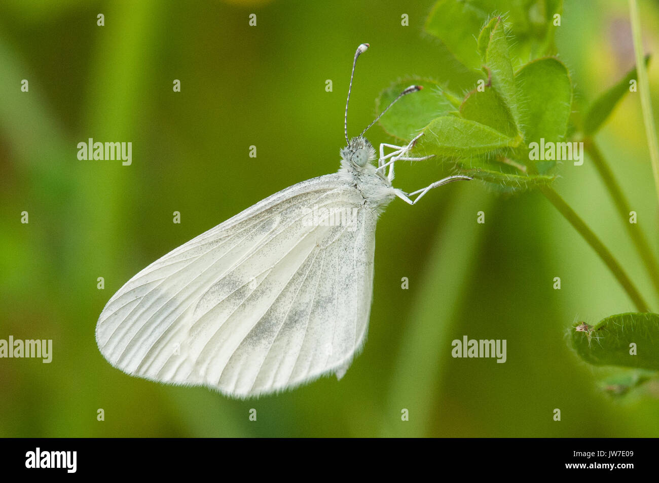 Femmina bianca di legno farfalla a riposo Foto Stock