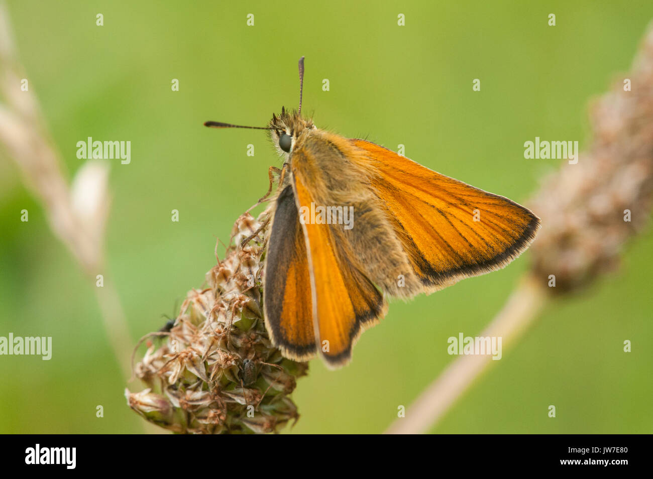 Piccolo Skipper farfalla sole Foto Stock