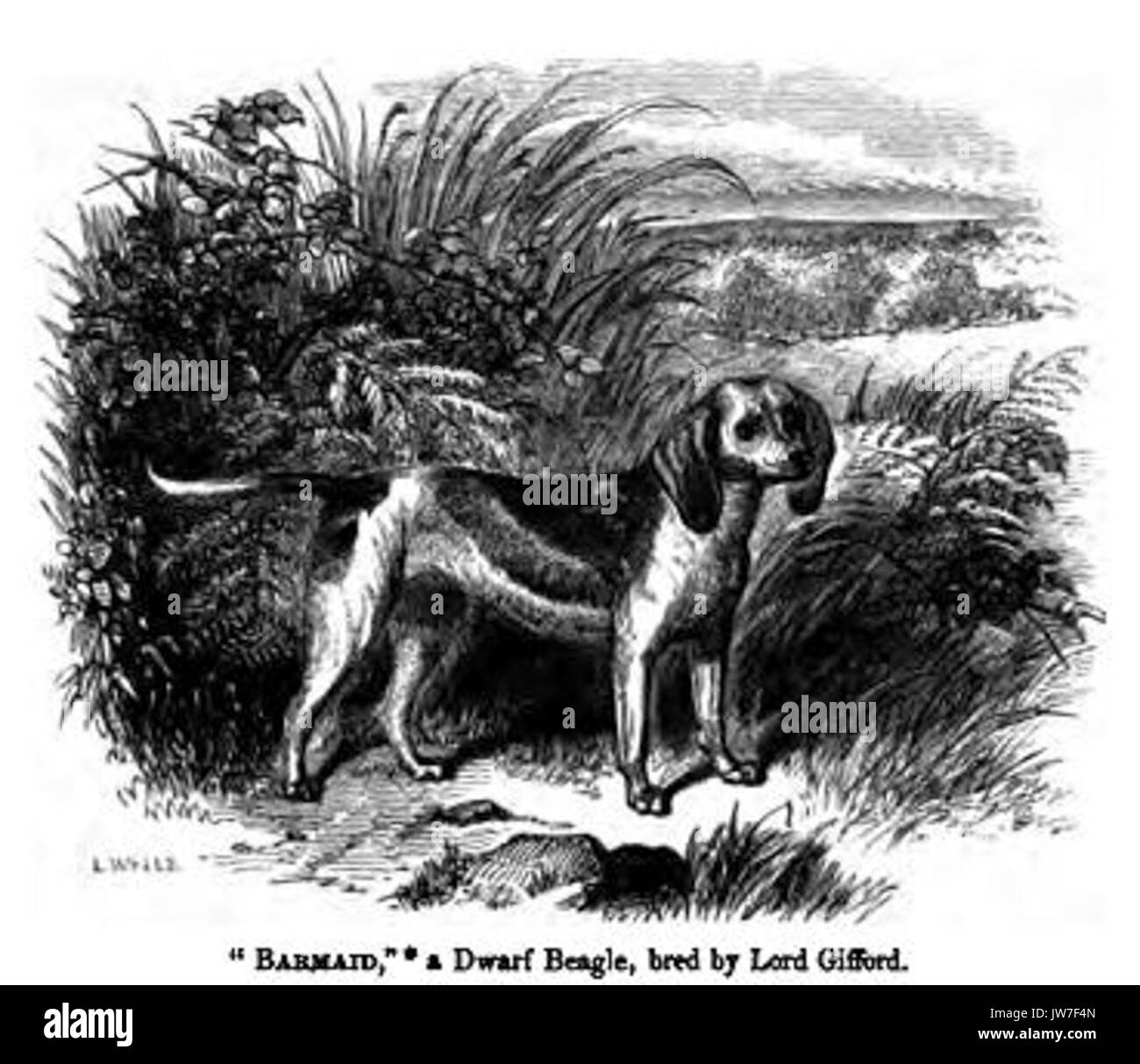 069 Dwarf Beagle Foto Stock