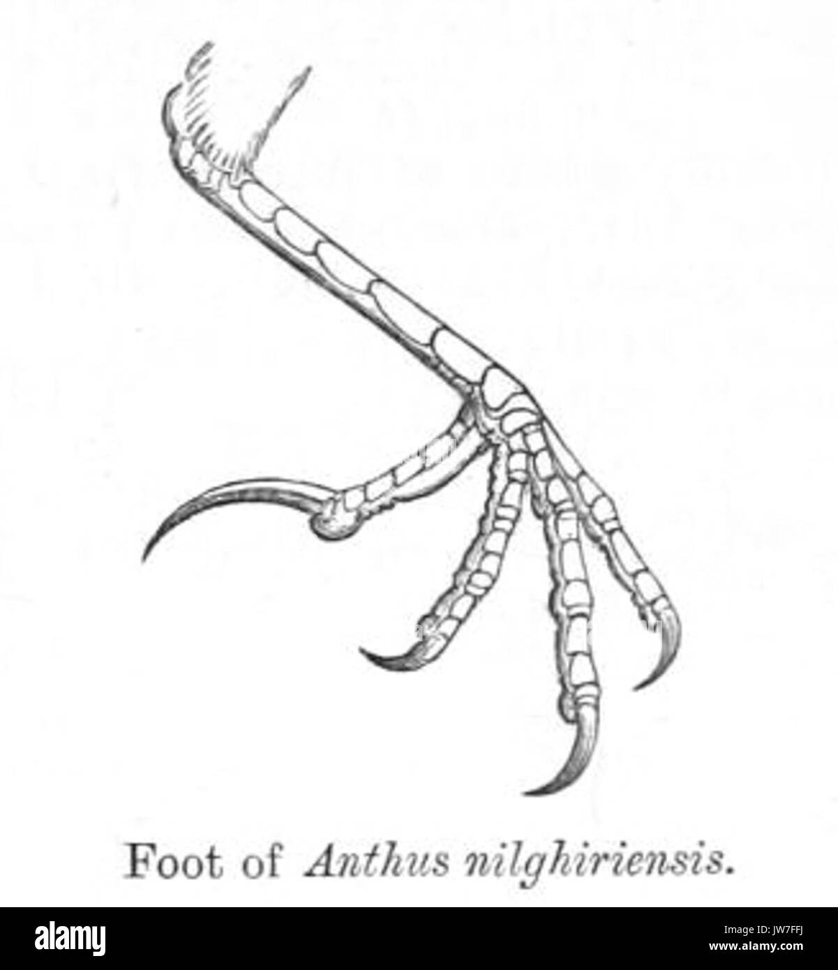 AnthusNilghiriensisClaw Foto Stock