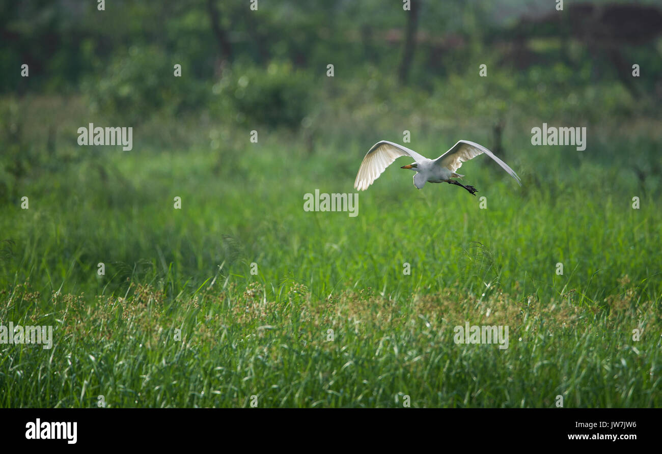 Airone bianco maggiore in volo in un campo di risone Foto Stock