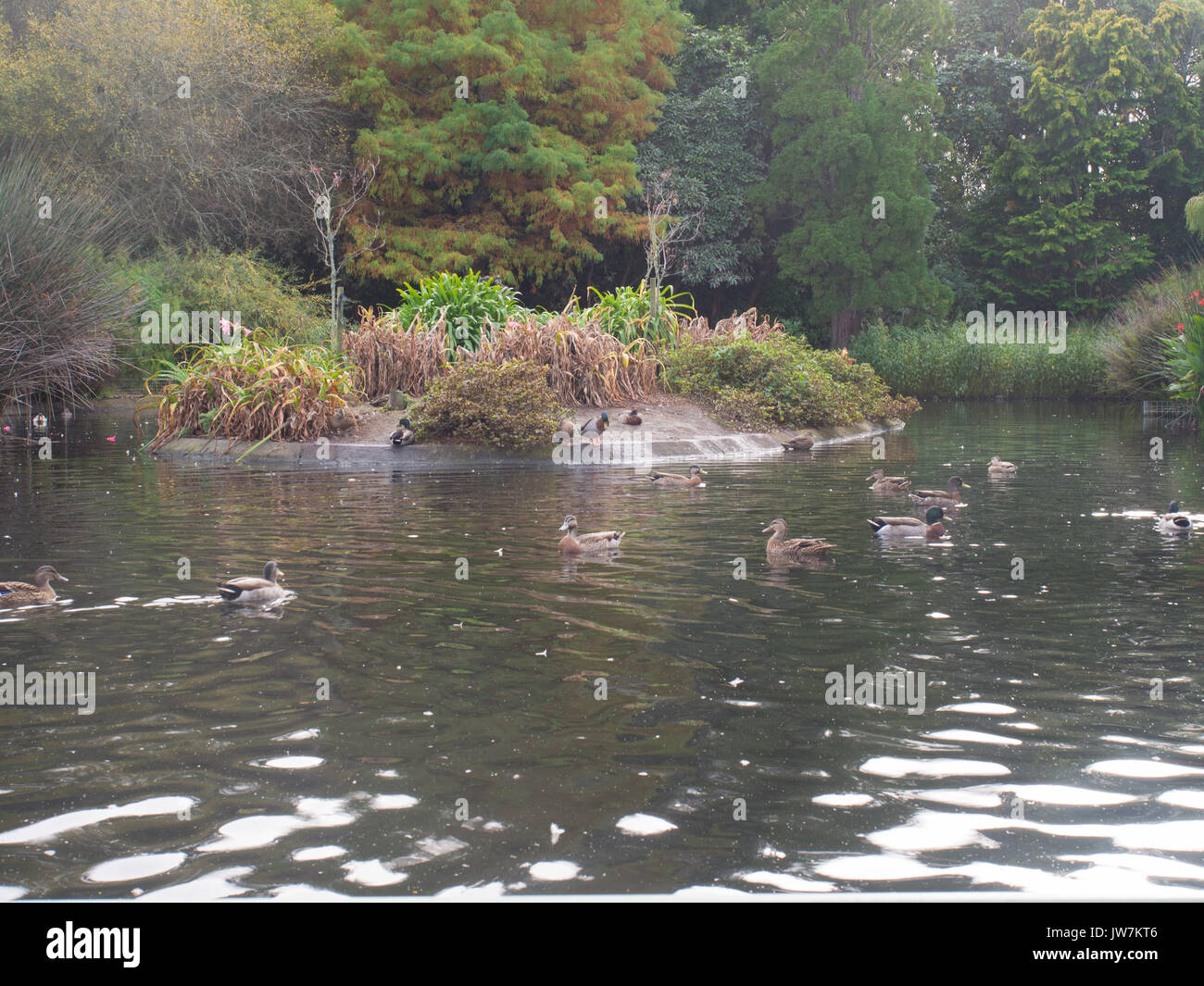 Laghetto delle anatre Foto Stock