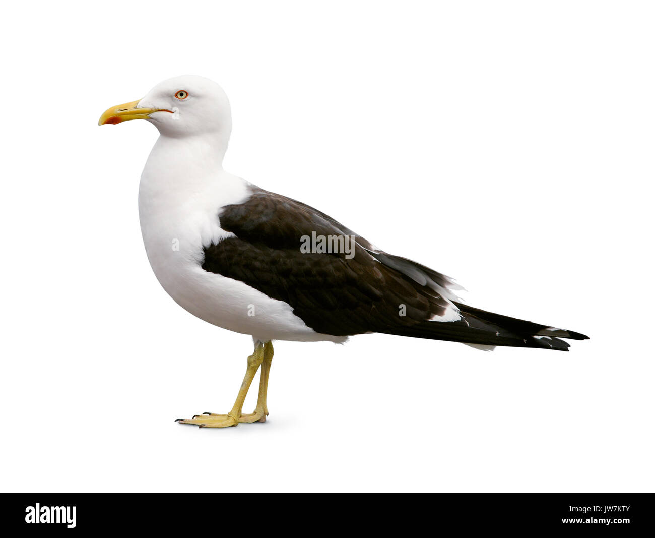 Vista laterale del sea gull isolato su bianco Foto Stock