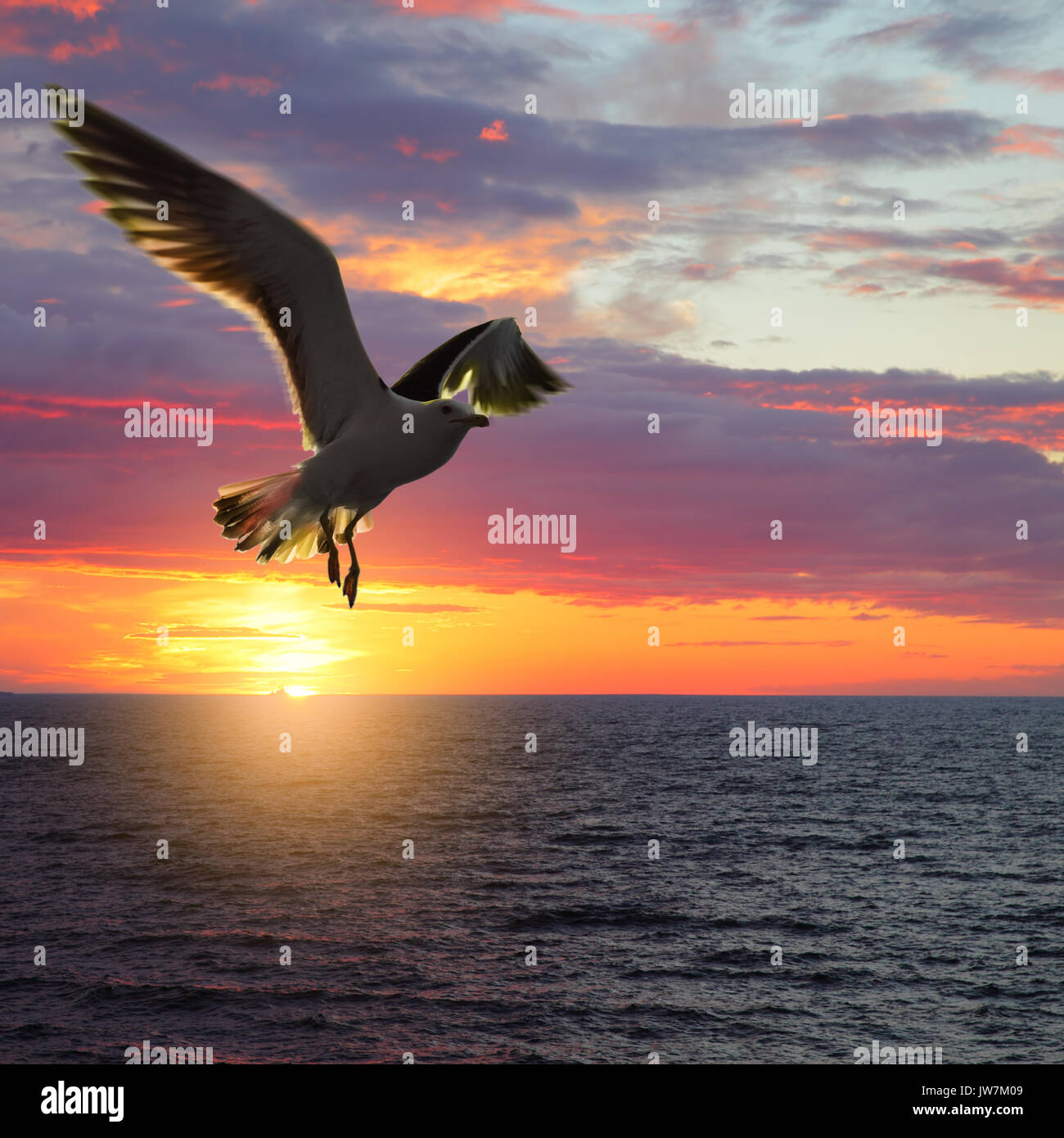 Scenic sunset seascape con tenendo ali sea gull Foto Stock