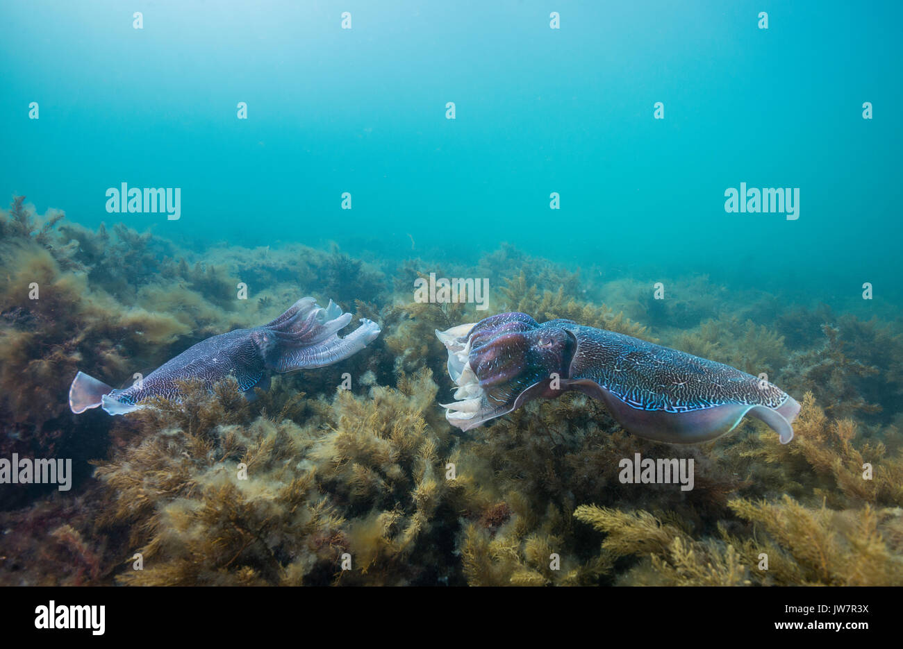 Due Australian seppia gigante hanno appena separata dopo l'accoppiamento, Whyalla, Sud Australia, durante l'accoppiamento annuale stagione migratoria. Foto Stock