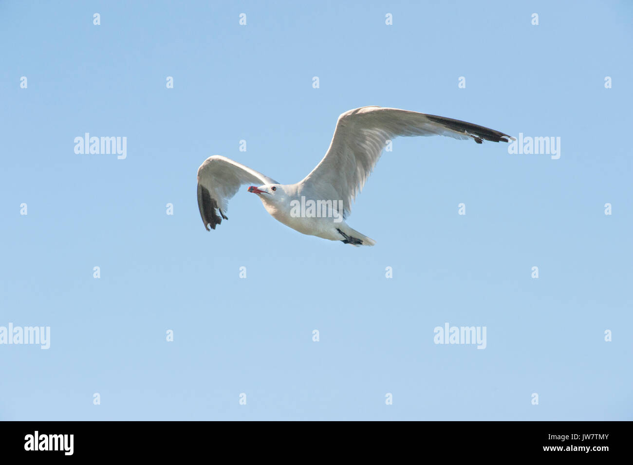 Audouin il gabbiano, (Larus audouinii), in volo, Ibiza, Isole Baleari, Spagna, Mare Mediterraneo Foto Stock