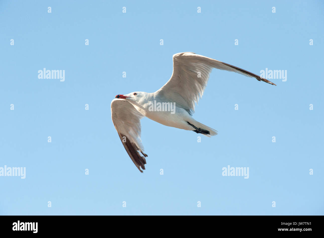 Audouin il gabbiano, (Larus audouinii), in volo, Ibiza, Isole Baleari, Spagna, Mare Mediterraneo Foto Stock